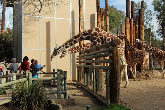 Groundbreaking Zoo-Charter Public School Puts Fresno On the Map